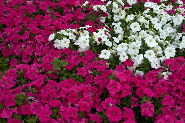 Le chauffage d'une piscine creusée: options et coûts